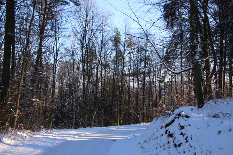 Winterwald Winterwald